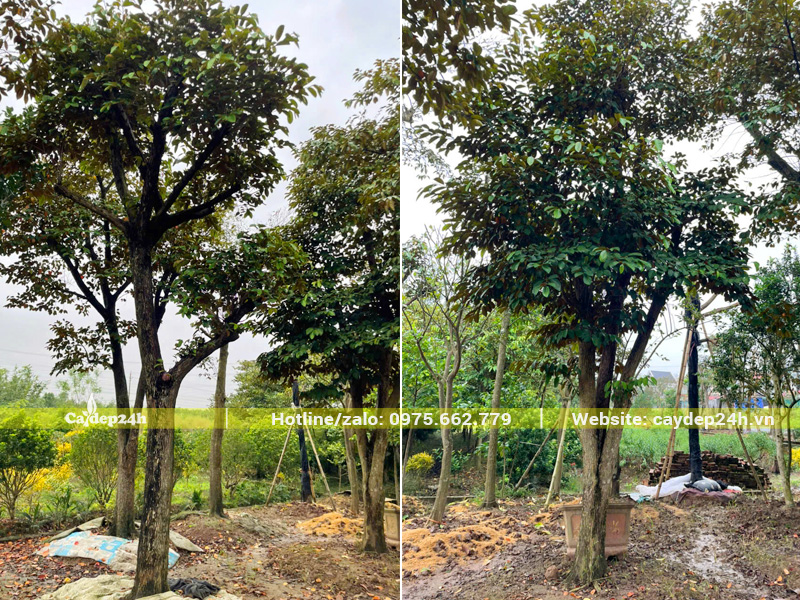 Dâm ủ cây vú sữa công trình đường kính 20 - 25cm