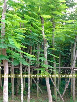 Khu vực dâm ủ cây Phượng Vĩ hàng loạt, chiều cao cây khoảng 4 - 5m