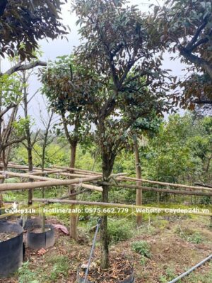 Dâm ủ cây Vú Sữa ca hơn 3m, đường kính thân khoảng 10cm