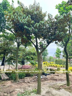 Vườn dưỡng cây Vú Sữa quy mô lớn, cây lâu năm vanh 40