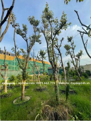 Toàn bộ tay cành đã tỉa gọn, cây được dâm ủ trong bầu nổi