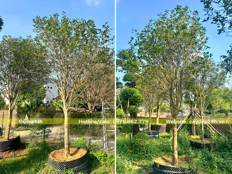 Cây Mộc Hương cao 2.5m, vanh 25 - 30cm, dưỡng trong bầu nổi
