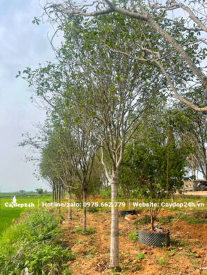Cây cao 3m, thoát thân tầm 1m, thẳng tắp