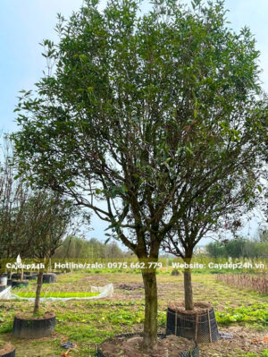 Cây mộc lớn, vanh gốc khoảng 60cm, đường kính tán hơn 2m