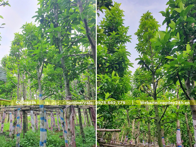 Vườn cây ngọc lan công trình đã dưỡng ủ trên 6 tháng
