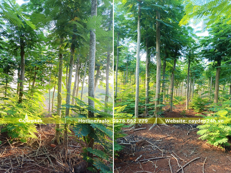 Vườn phượng vĩ công trình đường kính thân 15cm, thoát thân thẳng tắp