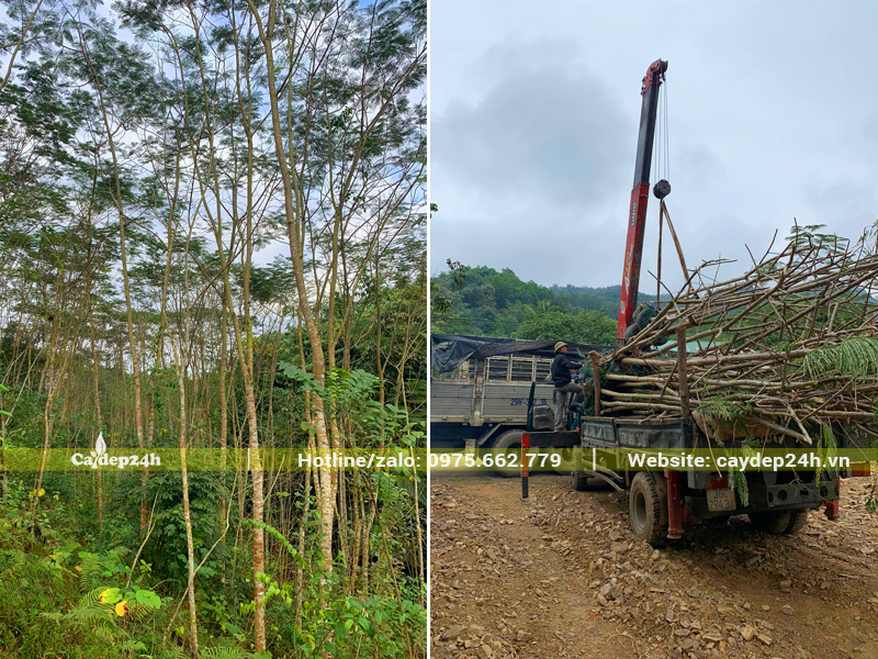 Khai thác hàng trăm cây phượng vĩ đường kính gốc 10 - 12cm về dâm ủ