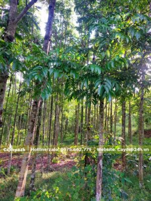 Cây Sấu đẹp đã trồng và chăm sóc nhiều năm tại nhà vườn