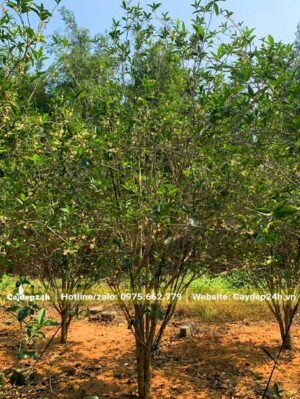 Cây đẹp, nhiều thân, tán có đường kính khoảng 2m, hoa sai