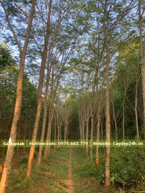 Vườn Phượng Vĩ lâu năm cây cao từ 5 -6m