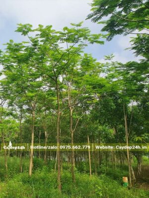 Vườn trồng Phượng Vĩ công trình, chiều cao khoảng 6m, đường kính gốc gần 10cm