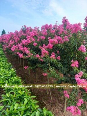 Vườn Tường Vi mùa hoa nở rộ nhìn vô cùng rực rỡ