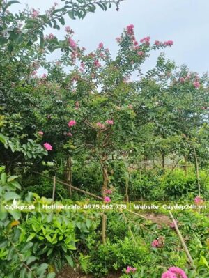 Cây Tường Vi công trình cao 3m, tán đẹp, đang ra hoa