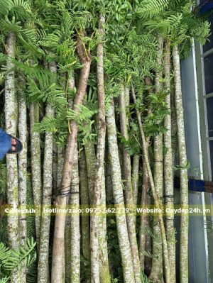 Chọn những cây Phượng Vĩ thẳng đẹp, đường kính thân đồng đều giao cho khách hàng