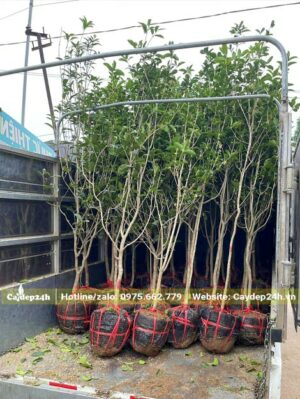 Xếp cây Mộc Hương nhỏ lên thùng xe, cây cao khoảng 1 - 1,2m