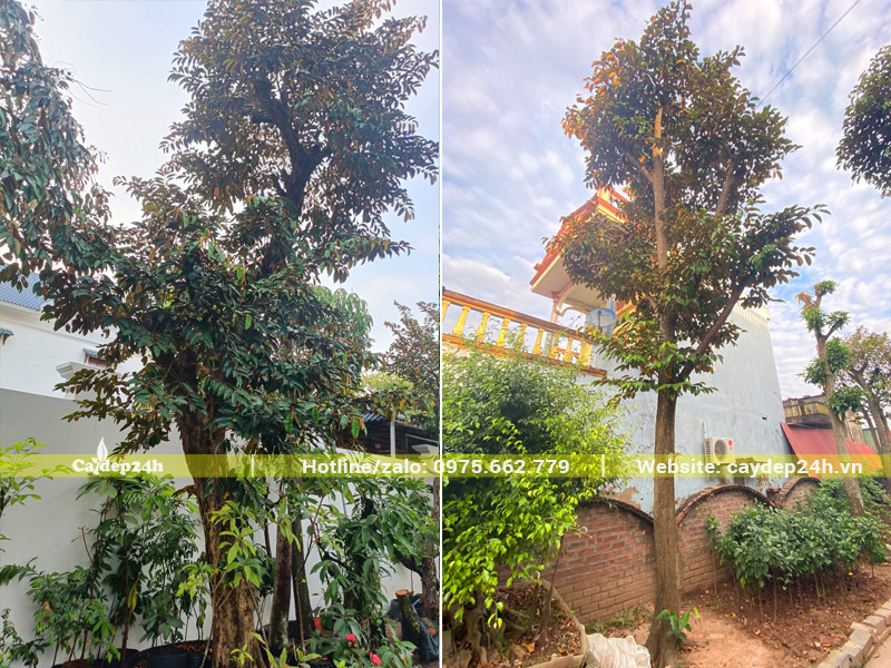 Trồng cây vú sữa trước sân nhà