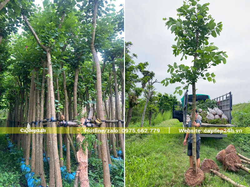 Xếp số lượng lớn cây ban tím công trình đang dâm ủ lên xe