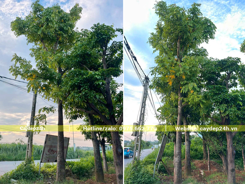Dưỡng ủ muồng hoàng yến công trình chiều cao 6 - 7m