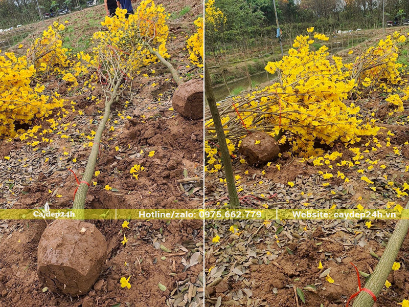 Bứng bầu cây hoa phong linh vàng vanh 25cm