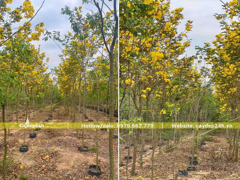 Vườn cây phong linh vàng trồng ở miền Nam, chiều cao 3m, đường kính gốc 5cm