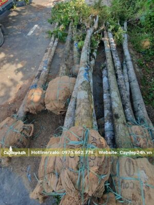 Đo cách gốc 1m, thân có đường kính khoảng 18 - 22cm