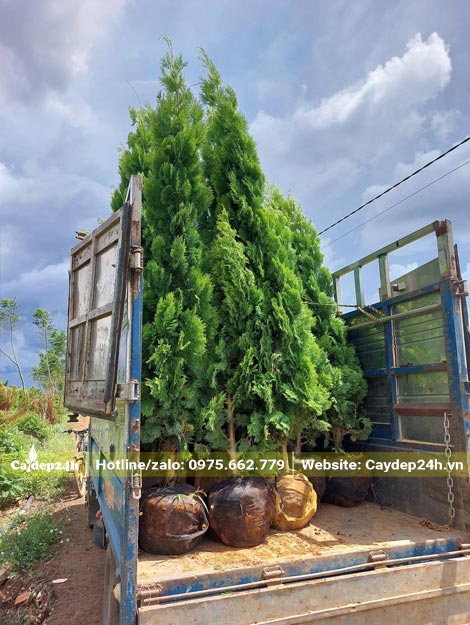 Xếp cây Trắc Bách Diệp cao 2m lên thùng xe tải