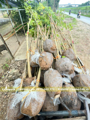 Ban Tím đường kính gốc 4cm, cao khoảng 3m