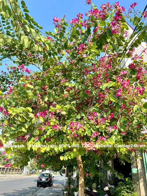 Cây Ban Tím công trình trồng trên vỉa hè