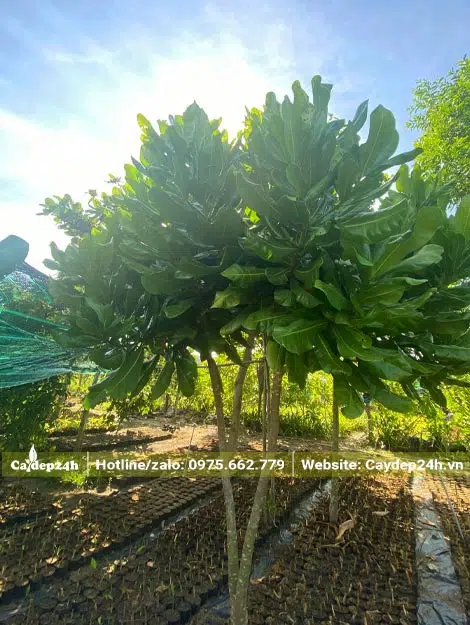 Cây cao hơn 1m, đã phân cành nhánh