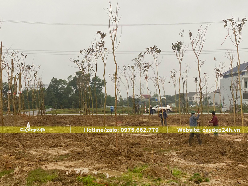 Quá trình trồng cây muồng hoàng yến công trình cho dự án ở Hà Tĩnh