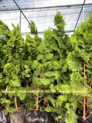 Chăm sóc cây Trắc Bá Diệp trong khu vực có mái che