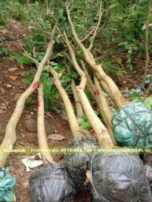 Đánh bầu cây hoa Ban tím và bó bằng lưới đen, chằng dây cẩn thận