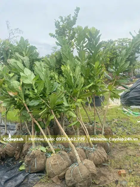 Hàng chục cây Bàng Vuông dưỡng bầu chiều cao khoảng 2m