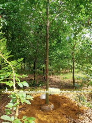 Bứng và bọc bầu cây Sao Đen đường kính gốc 10cm