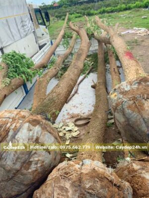 Đường kính gốc khoảng 20cm, cây Me Tây dâm ủ nhiều năm đã tỉa tay cành