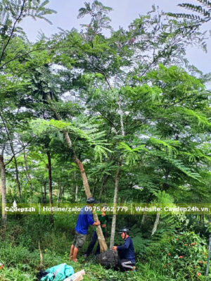 Đánh thẳng cây Muồng Hoa Đào đường kính gốc 20cm