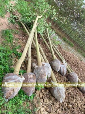 Bứng và bọc bầu số lượng lớn cây Muồng Hoàng Yến đường kính gốc 10cm, cao 5m