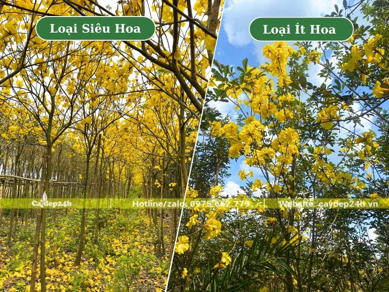 Vườn cây phong linh vàng siêu hoa và cây ít hoa