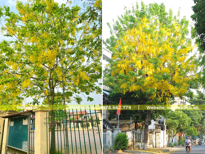 Những gốc hoa muồng hoàng yến rực rỡ, vòm tán tròn đẹp