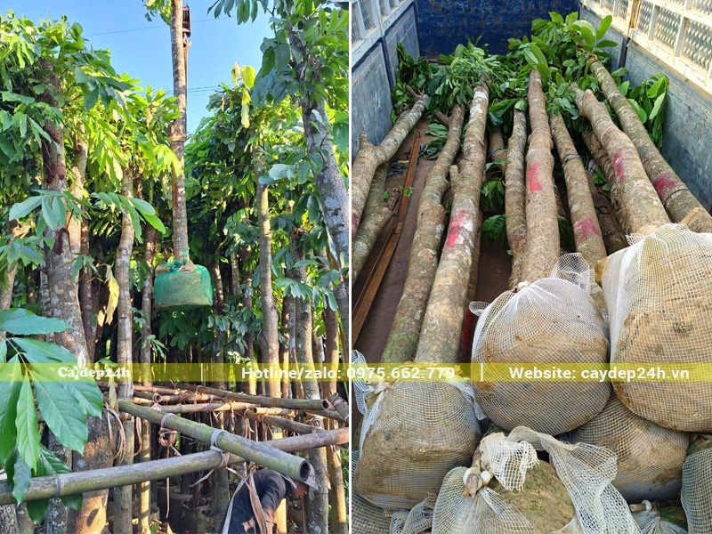 Cầu xếp cây vàng anh công trình thân cột, chiều cao hơn 4m