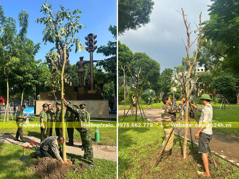 Công nhân đang tiến hành thi công trồng cây muồng hoàng yến đường kính gốc 10cm cho dự án tại Cây Đẹp 24h