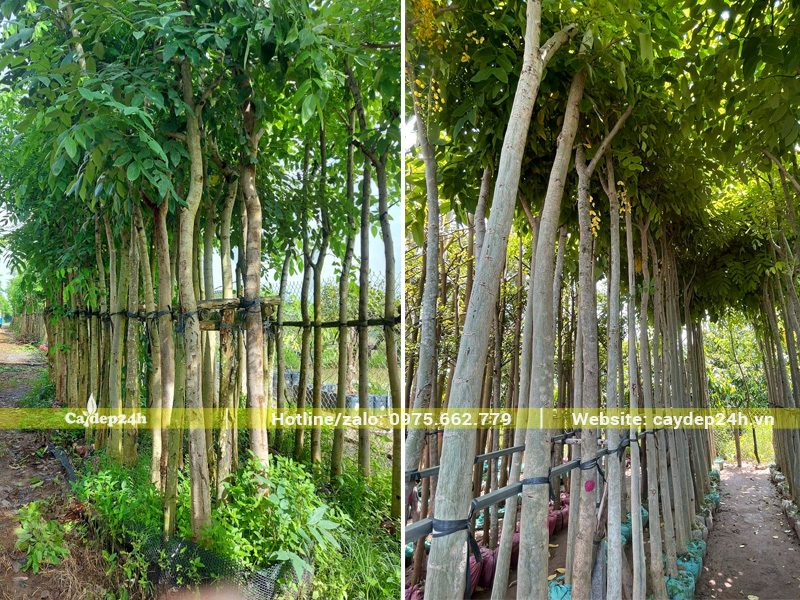 Hàng cây hoa muồng hoàng yến công trình đường kính gốc 15 - 20cm