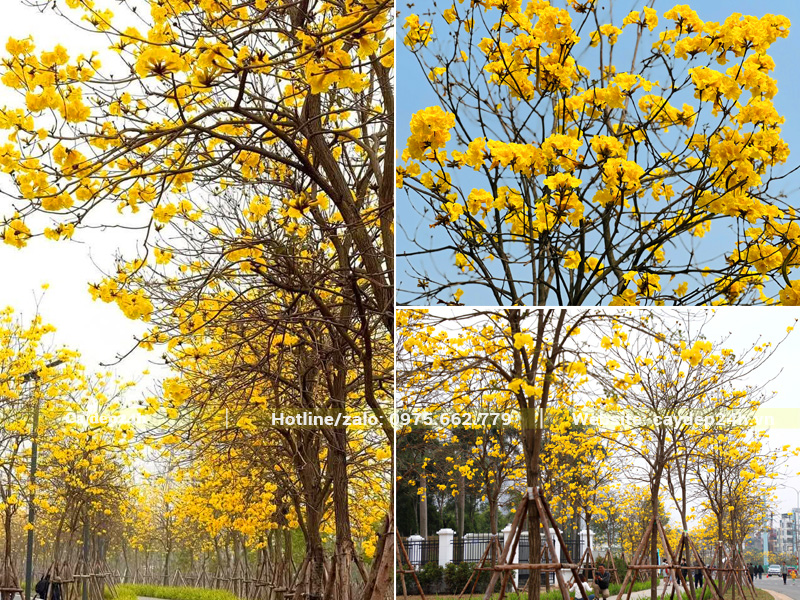 Những cung đường trồng nguyên cây hoa phong linh vàng tại Hà Nội