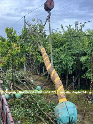 Cẩu cây Ban hoa tím đường kính 15 - 18cm lên thùng xe tải lớn