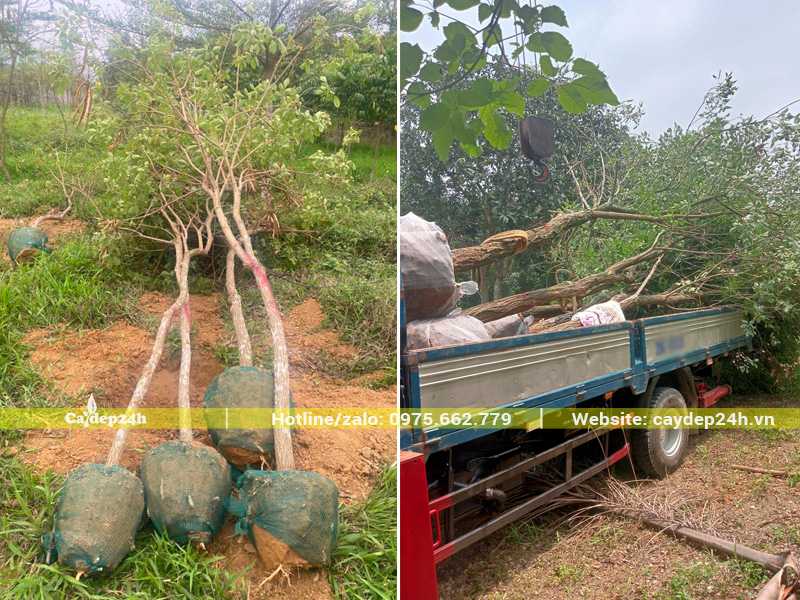 Cần cẩu đang di chuyển từng cây lên thùng xe