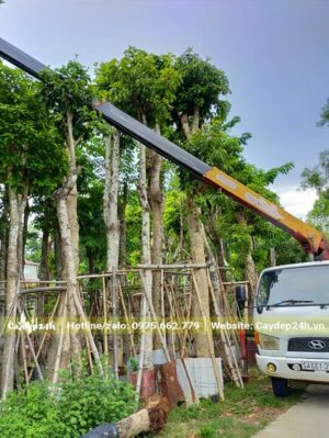 Chọn cây trực tiếp tại vườn và dùng cần cẩu đưa luôn lên xe