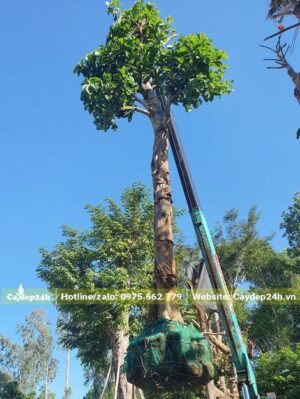 Cần cẩu đang nhấc cây Sang công trình đường kính gốc 30cm lên xe