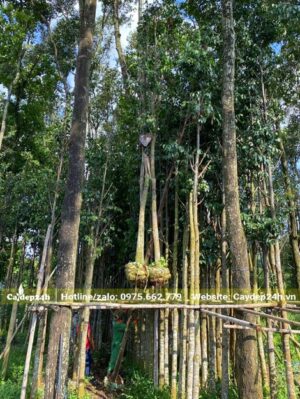 Dùng cần cẩu đưa Sao Đen công trình ra khỏi hàng dâm ủ