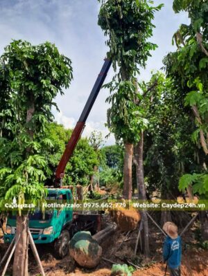 Dùng cần cẩu để nâng cây Vàng Anh công trình lên xe