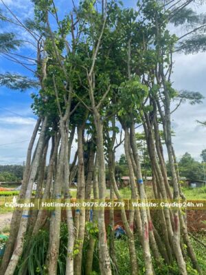 Dưỡng cây Ban Tím đã tỉa tay cành, đường kính thân 8 - 10cm